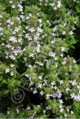 Thyme  French Dot Wells 4"