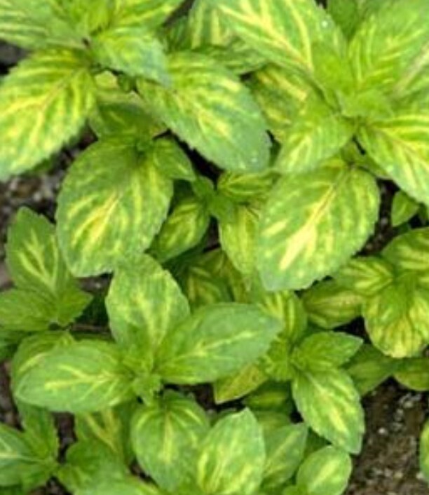 Mint Ginger 4&quot;