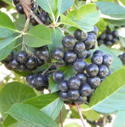 Black Chokeberry 1 gal