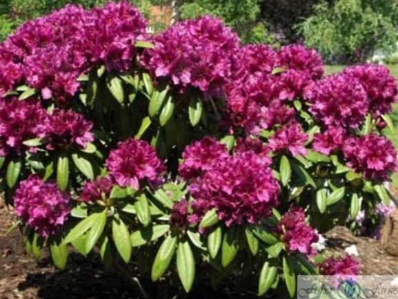Rhody Polarnacht 5 gal