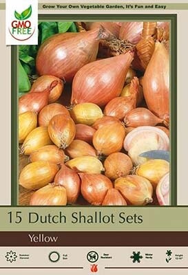 Yellow Shallots 15 CT