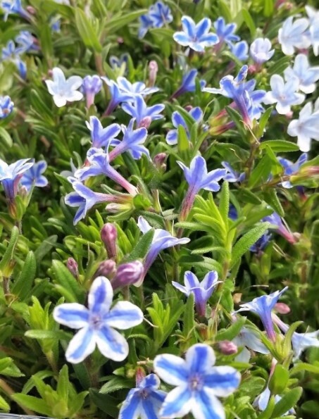 Lithodora White Star Qt