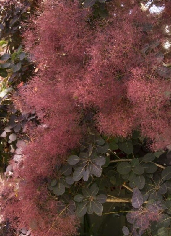 Cotinus Royal Purple Smoke 1 gal