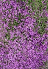 Nutmeg Thyme 4&quot;