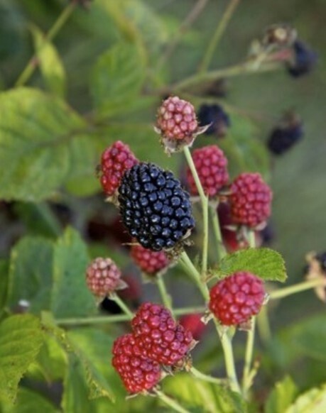 Blackberry Baby Cakes 1 gal