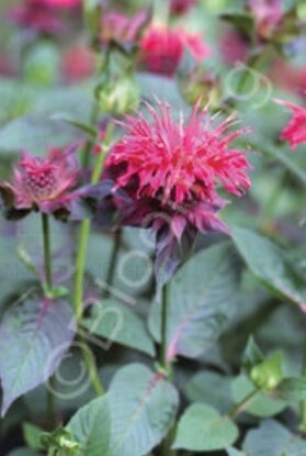 Monarda Rasp Wine 4&quot;