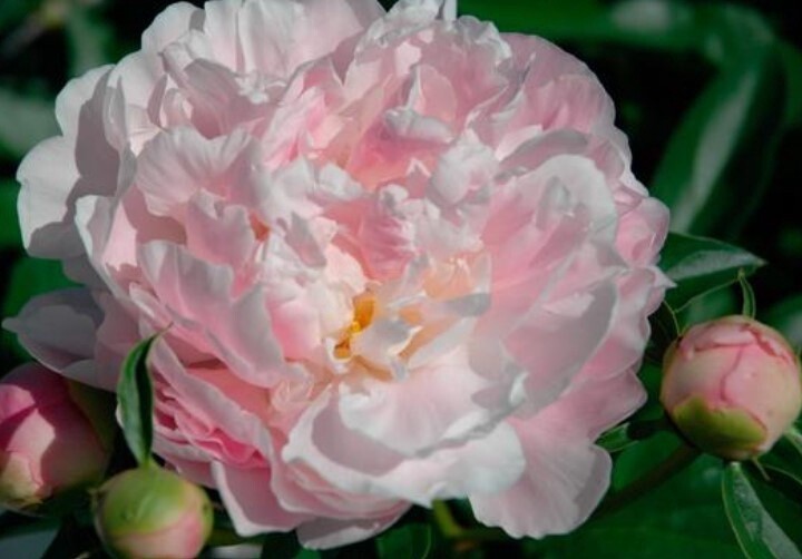 Peony Catharina Fontijn 1 gal