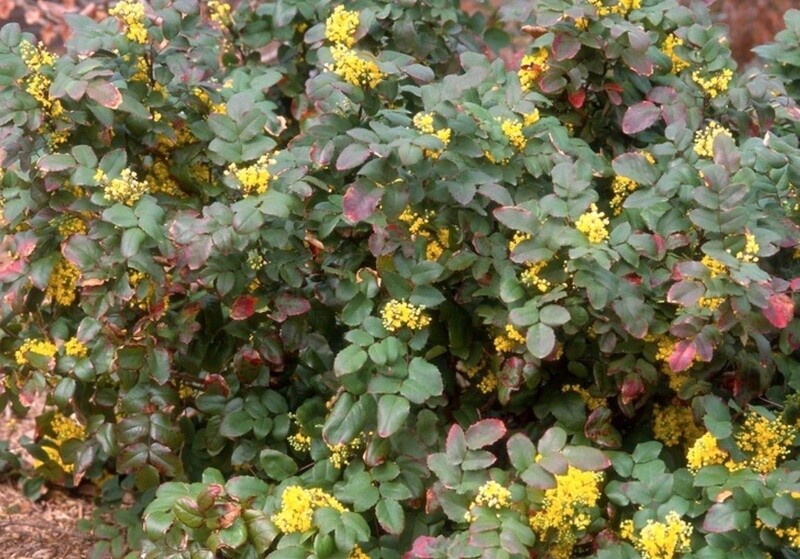 Mahonia repens/ Oregon grape creeping 4&quot;