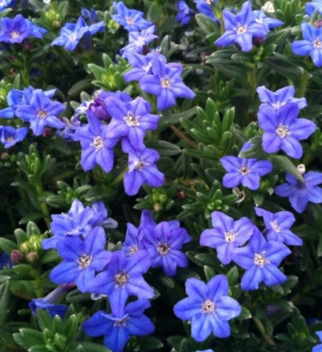 Lithodora Heavenly Blue 4&quot;