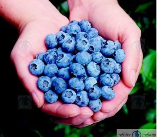 Blueberry Elliot 1 gal