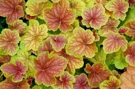 Heuchera Delta Dawn 1 gal