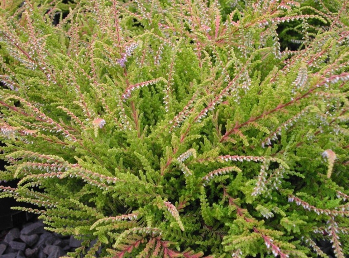 Calluna Blazeaway 1 gal