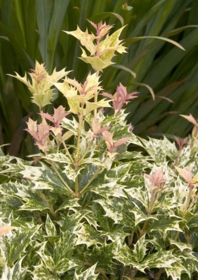 Osmanthus Goshiki QT