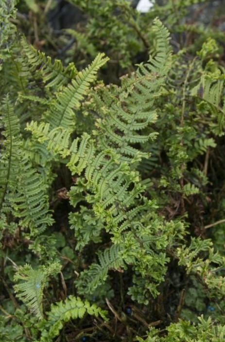 Fern the King 1 gal
