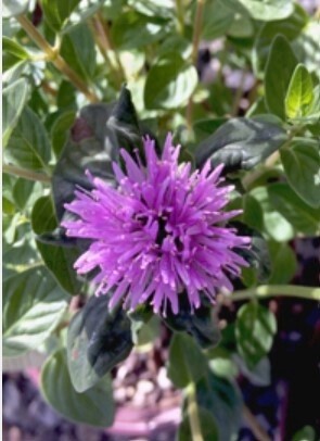 Mountain Monarda 1 gal