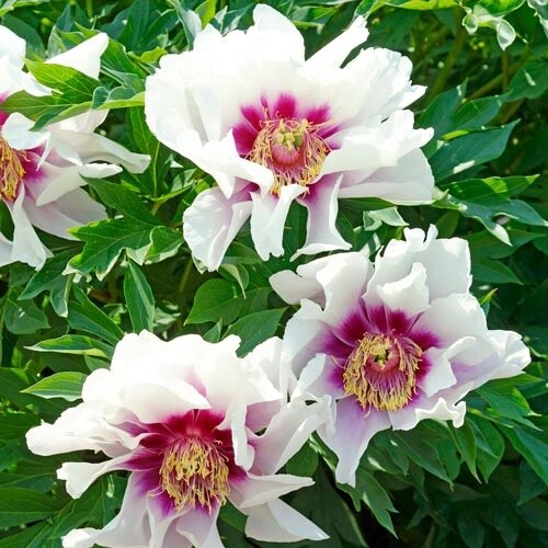 Itoh Peony Cora Louise 3 gal