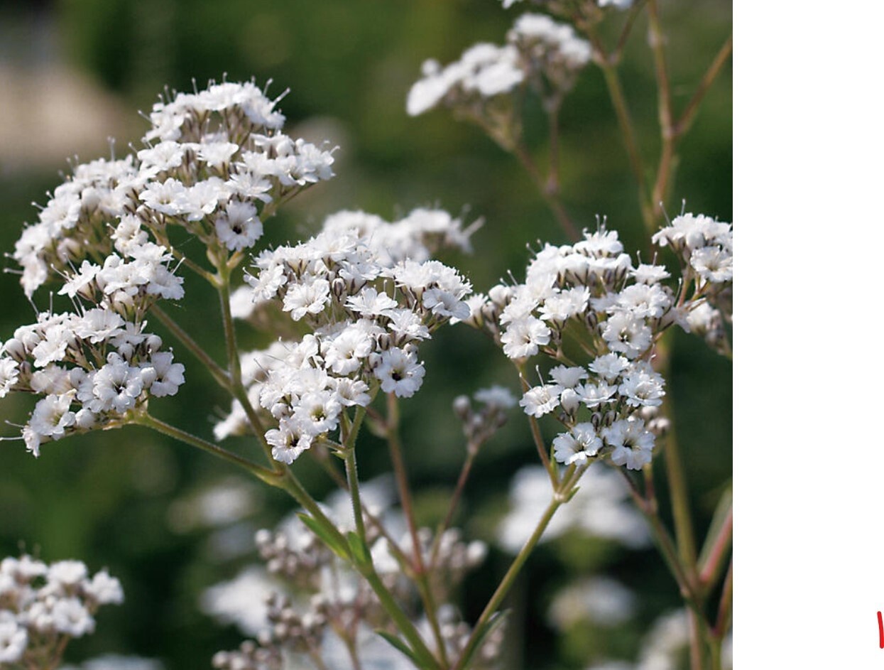 Gypsophila Festival Star 1 gal