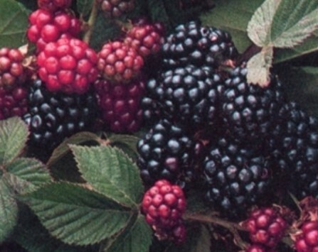Blackberry black satin QT