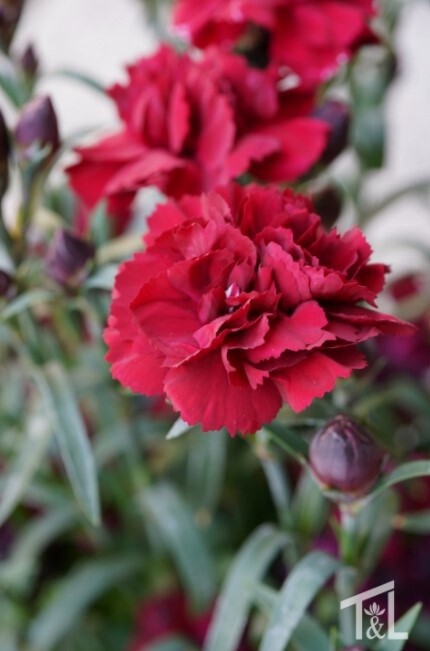 Dianthus Dynamite QT