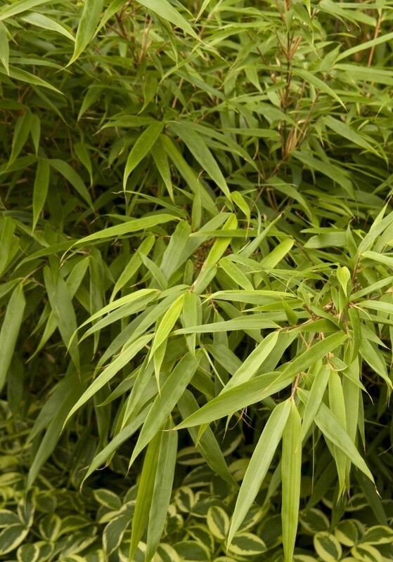 Bamboo  Rufa 2 gal
