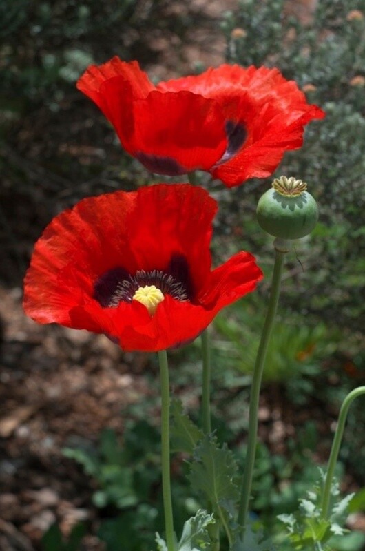 Poppy Oriental Brillant 4&quot;