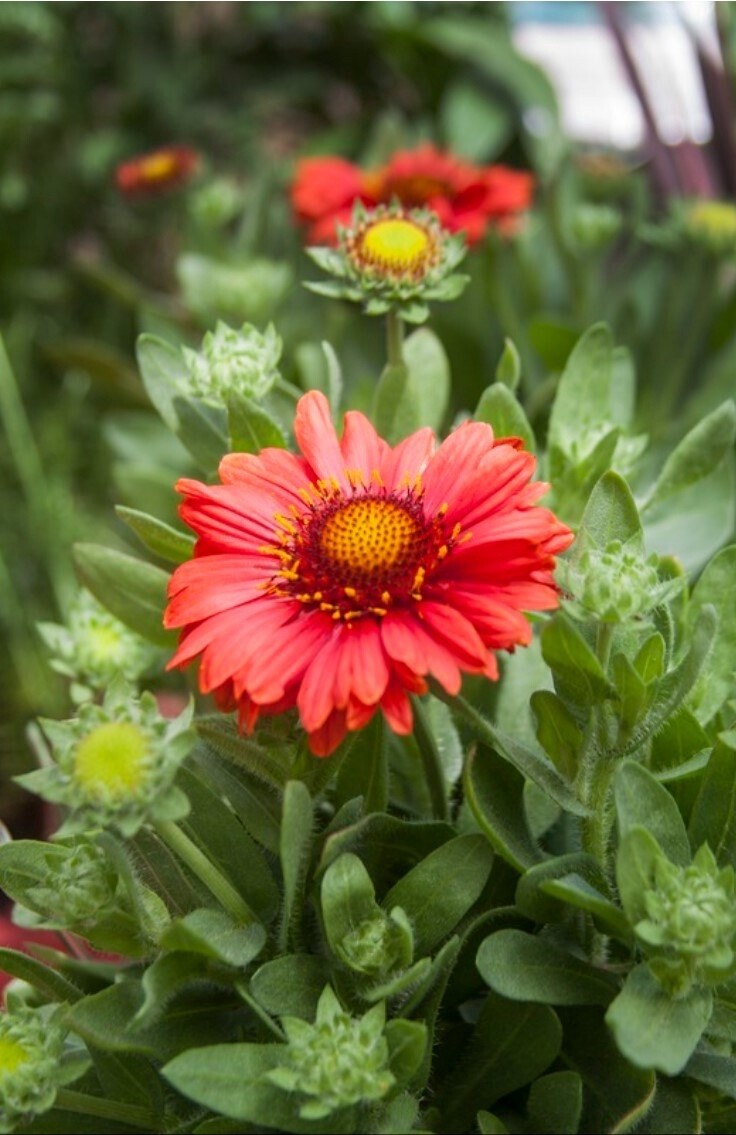 Gaillardia Spintop Red 1 gal