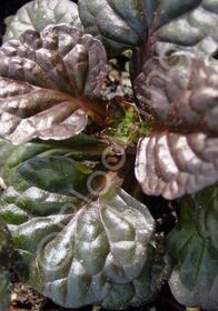 Ajuga BlackScallop 4"