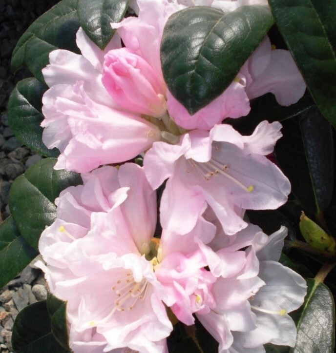 Rhody Teddy Bear 2 gal