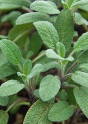 Sage Growers Friend QT