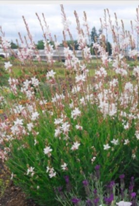 Gaura White Evolu 1 gal