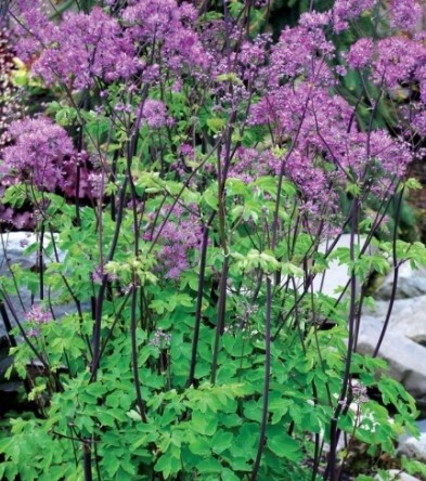 Thalictrum Black Stockings 1 gal