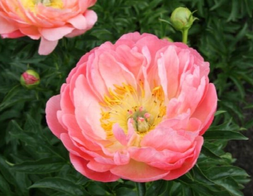 Peony Coral Sunset 2 gal