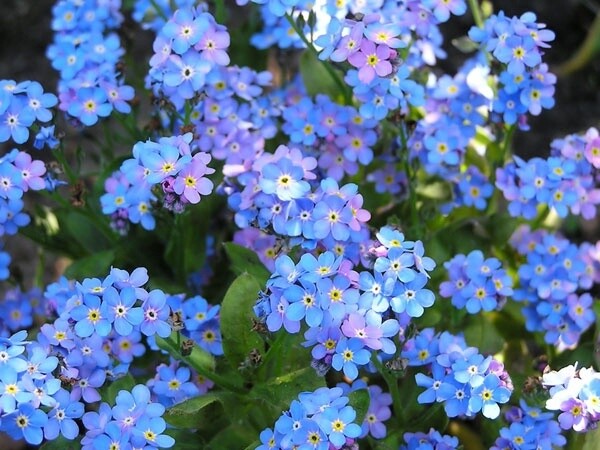 Blue Forget me Nots 4"