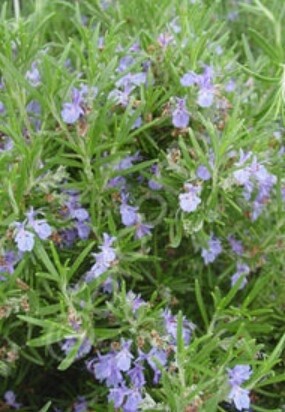 Rosemary Salem 1 gal
