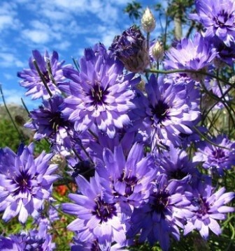 Cupids Dart Amor Blue 4"