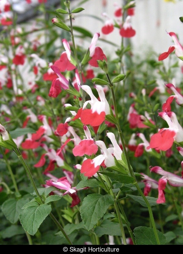 Salvia Hot Lips 4&quot;