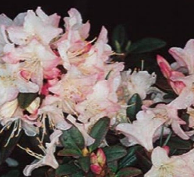 Rhody Ginny Gee 1 gal