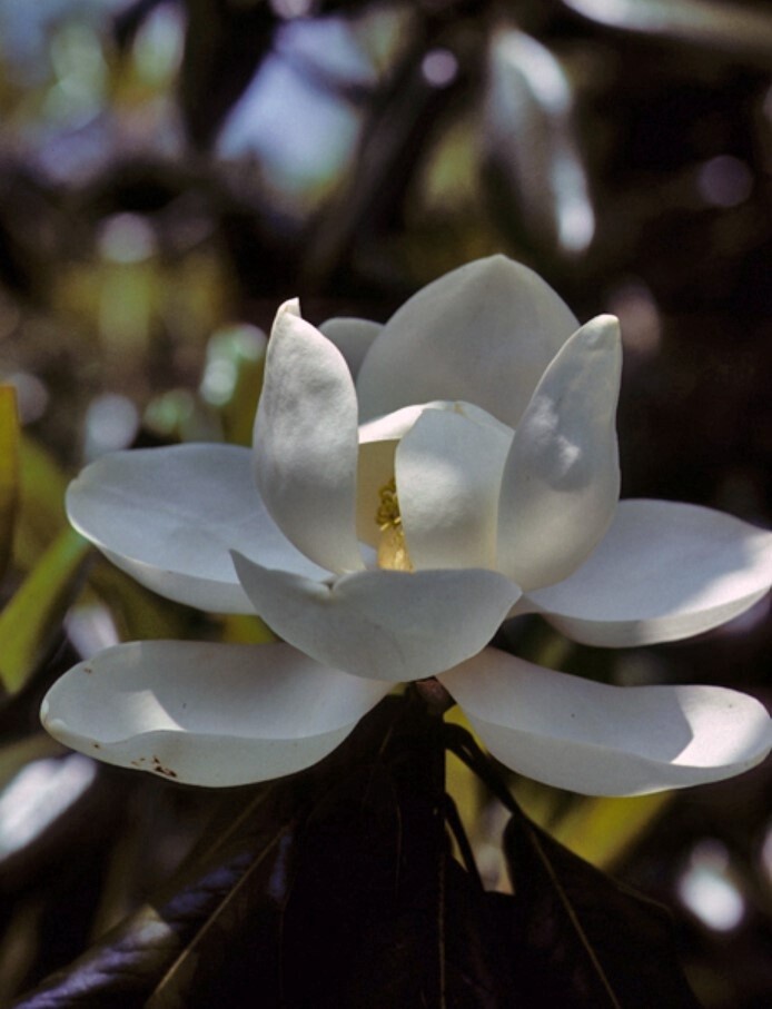 Magnolia Grandiflora 3 gal