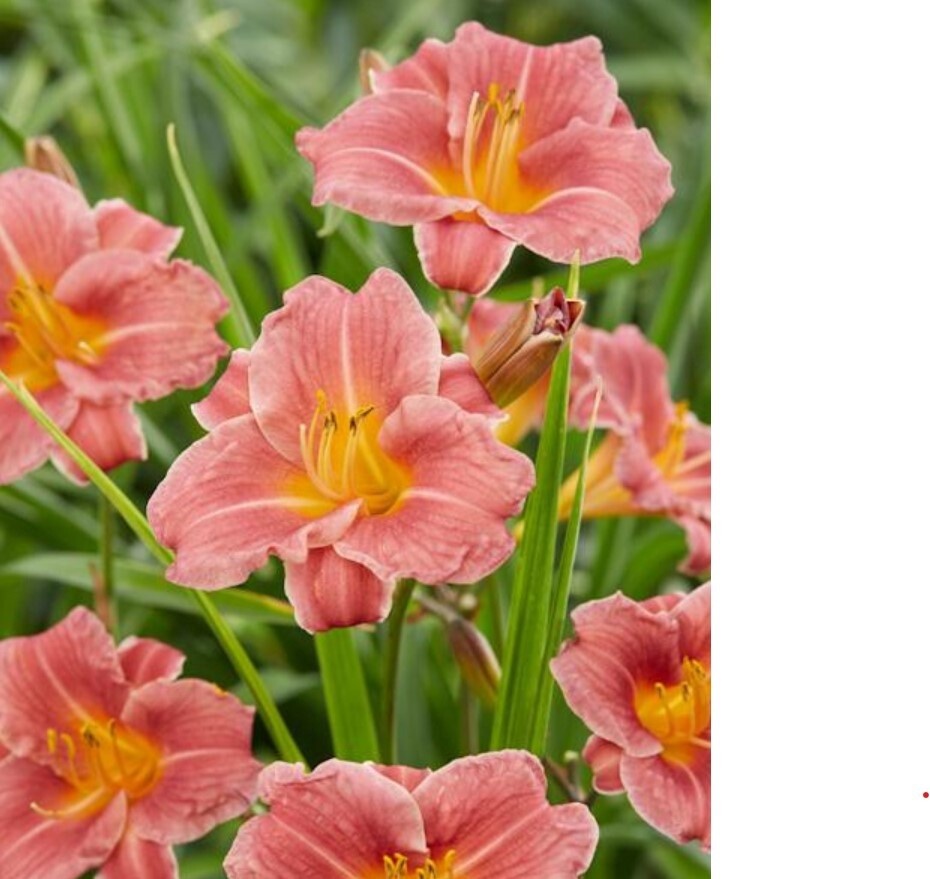 Daylily Endless Coral 1 gal