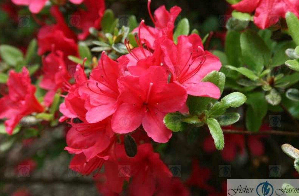 Azalea Hino Crimson 1 gal