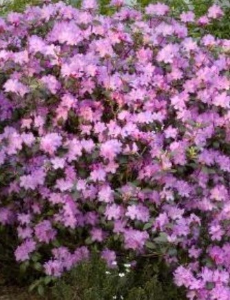 Rhody PJM Compacta 6 gal