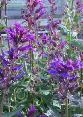Lobelia gerardii 4"
