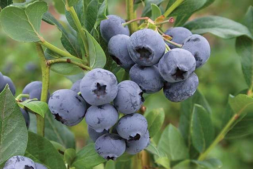 Blueberry Razz Qt