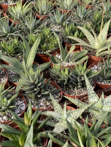 Haworthia Growers Choice 2&quot;