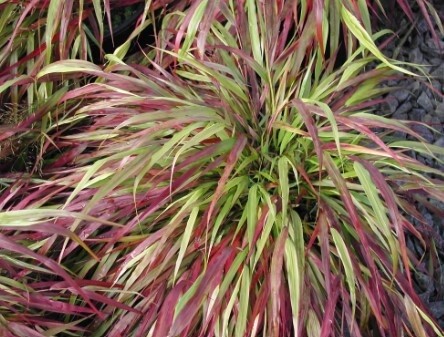 Forest Grass Beni Kaze 1 gal