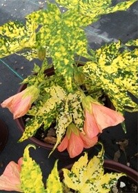 Abutilon 'Thompsonii' 1 gal