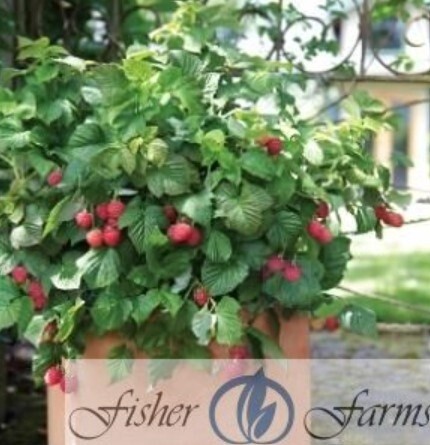 Raspberry Shortcake 1 gal