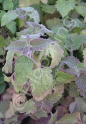Catnip Lemon 4&quot;