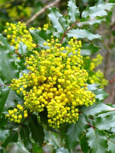 Mahonia aquifolium/ Oregon grape 4&quot;