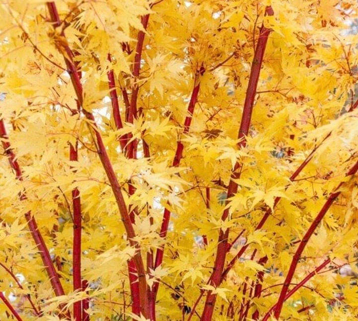 Japanese Maple Sango Kaku 3 gal ‘coral bark’